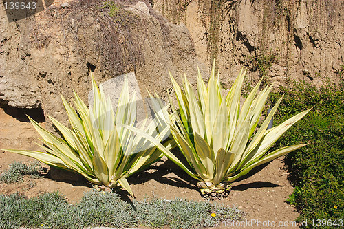 Image of aloe vera cacti