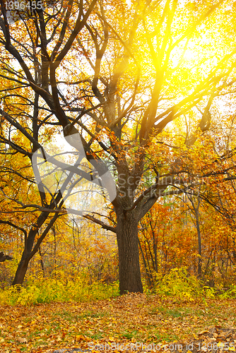 Image of Colorful autumn