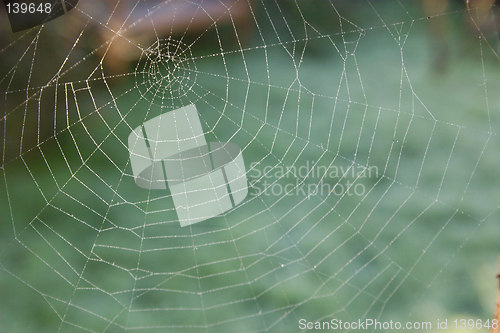 Image of cobweb