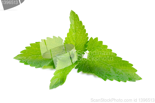 Image of Green fresh mint