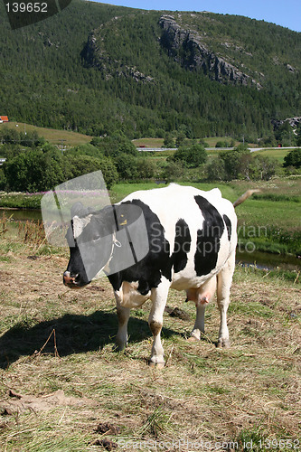 Image of Cow