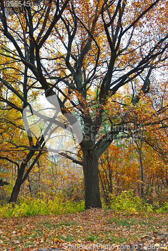 Image of Colorful autumn