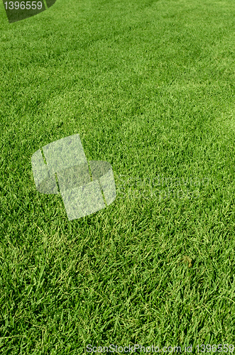 Image of green grass texture