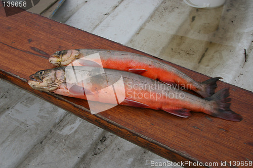 Image of Arctic char