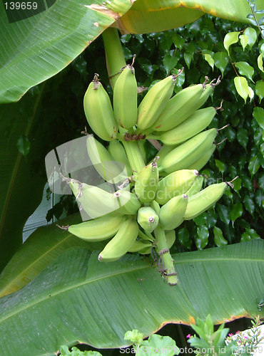 Image of bananas on the tree