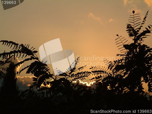 Image of sunset through the trees