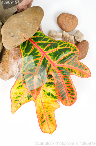 Image of stones with color leaf