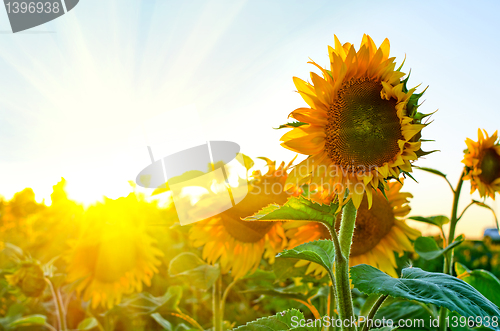 Image of sunflowers