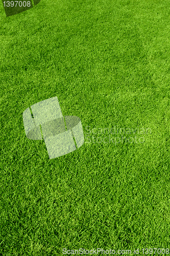 Image of green grass texture