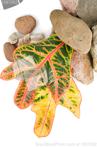 Image of stones with color leaf