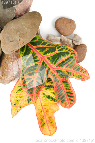 Image of stones with color leaf