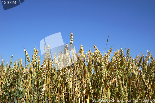 Image of wheat field