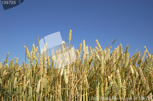 Image of wheat field