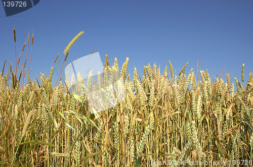 Image of wheat field