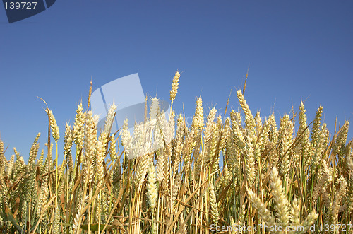 Image of wheat field