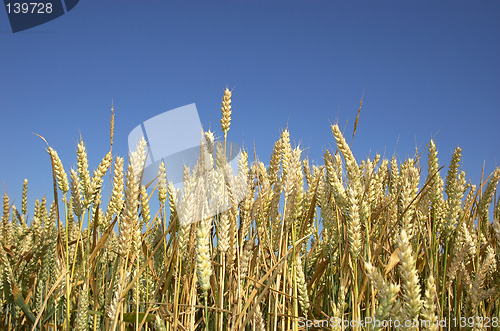 Image of wheat field