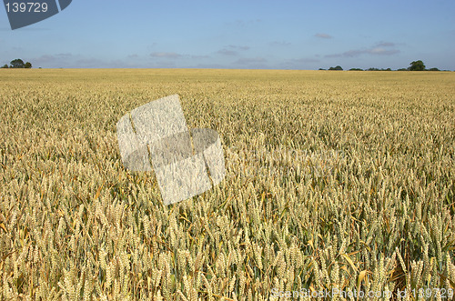 Image of wheat field