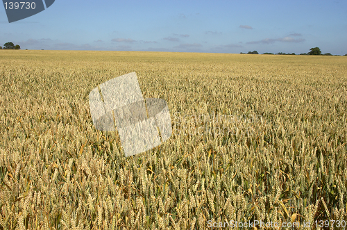 Image of wheat field