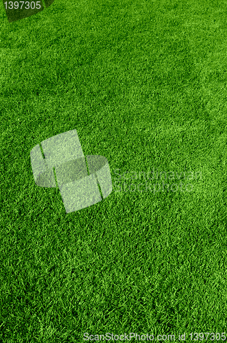 Image of green grass texture