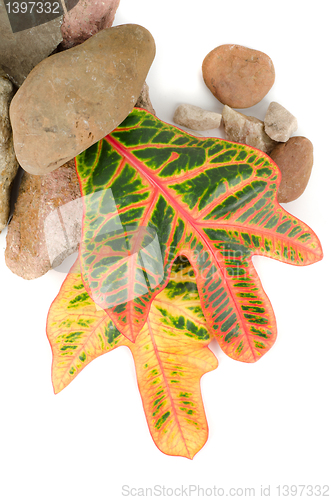 Image of stones with color leaf