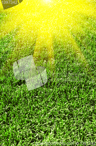 Image of green grass texture