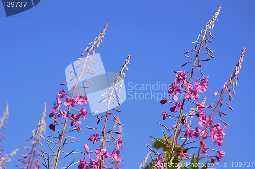 Image of Pink flower on blue sky