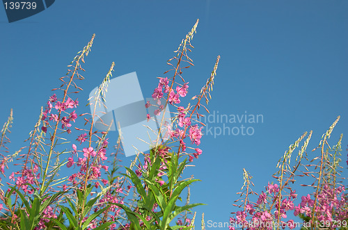 Image of Pink flower on blue sky