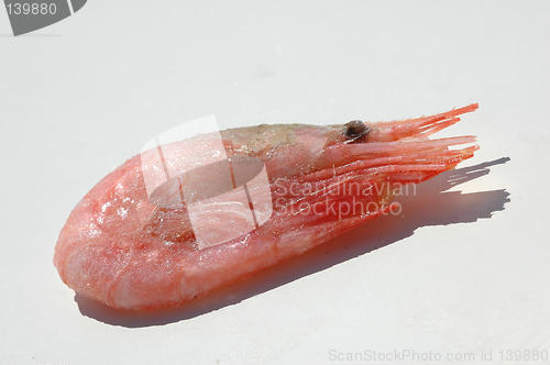 Image of Shrimp