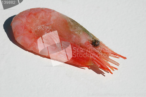 Image of Shrimp