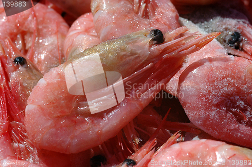 Image of Shrimps