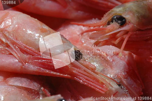 Image of Shrimps