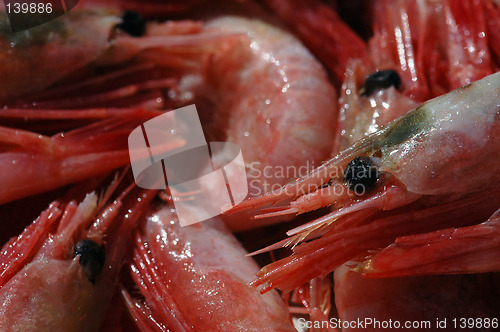 Image of Shrimps