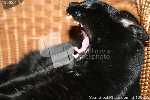 Image of Cat yawn