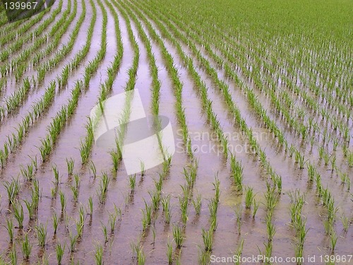 Image of Rice field texture