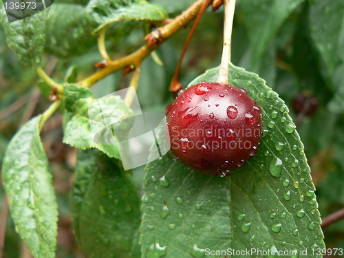 Image of Sour red cherry