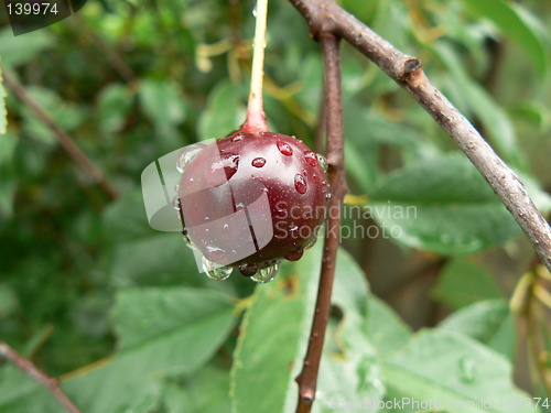 Image of Sour red cherry