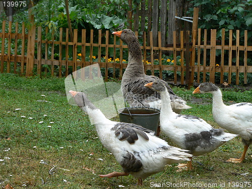 Image of Gooses