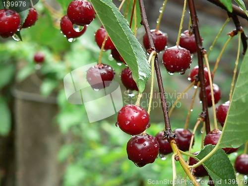 Image of Red cherries