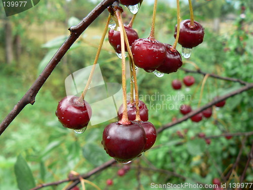 Image of Cherries and cherry tree