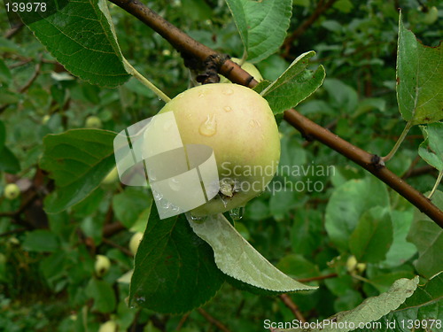 Image of Green apple