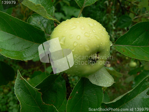 Image of Green apple in rain