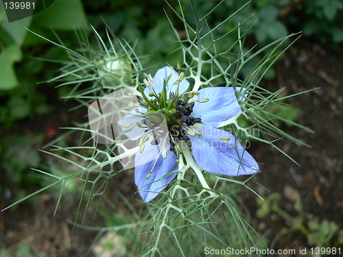 Image of Love-in-a-mist