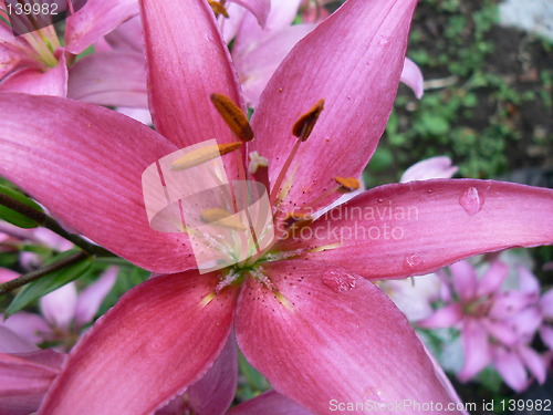 Image of Pink lily