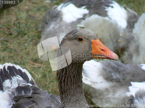 Image of Goose