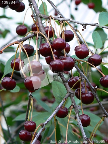 Image of Cherries and cherry tree