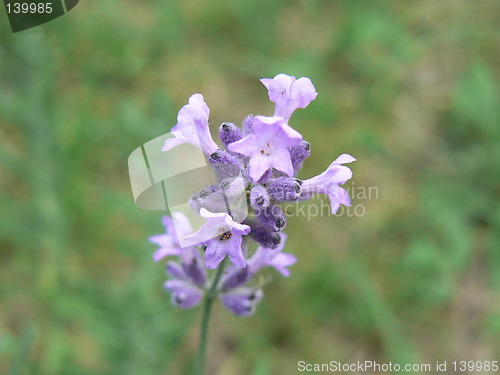 Image of Lavender