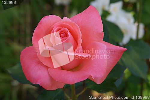 Image of pink rose