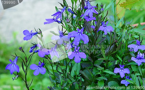 Image of lobelia