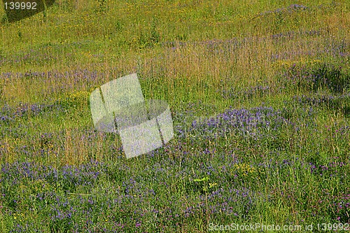 Image of meadow with a field flowers