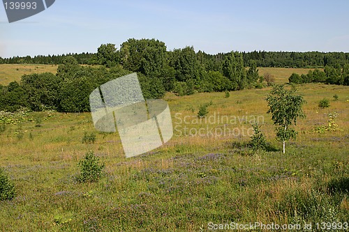 Image of landscape with a birch